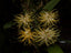 Bulbophyllum concinnum  (Rare Species)