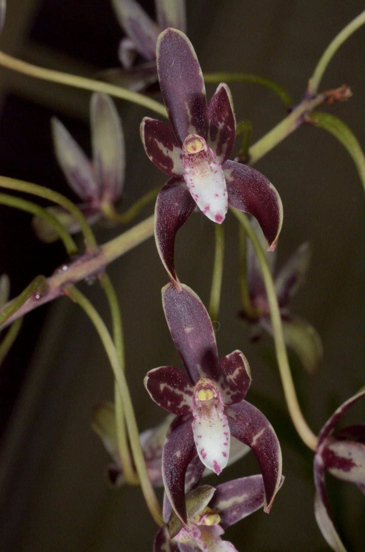 Cymbidium Kintoki