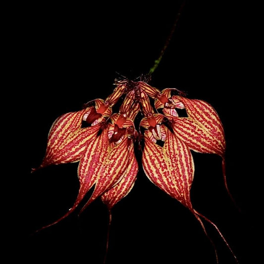 Bulbophyllum Vindobona (FLOWERING SIZE IN BONSAI POTS)
