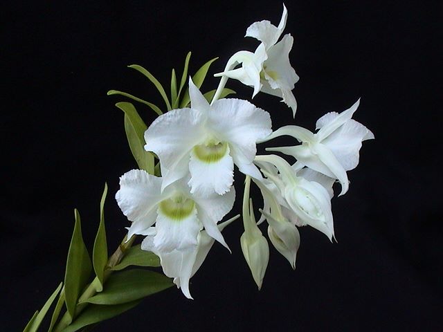 Dendrobium dearei Main image