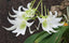 Sobennikoffia humbertiana (Mature Size)