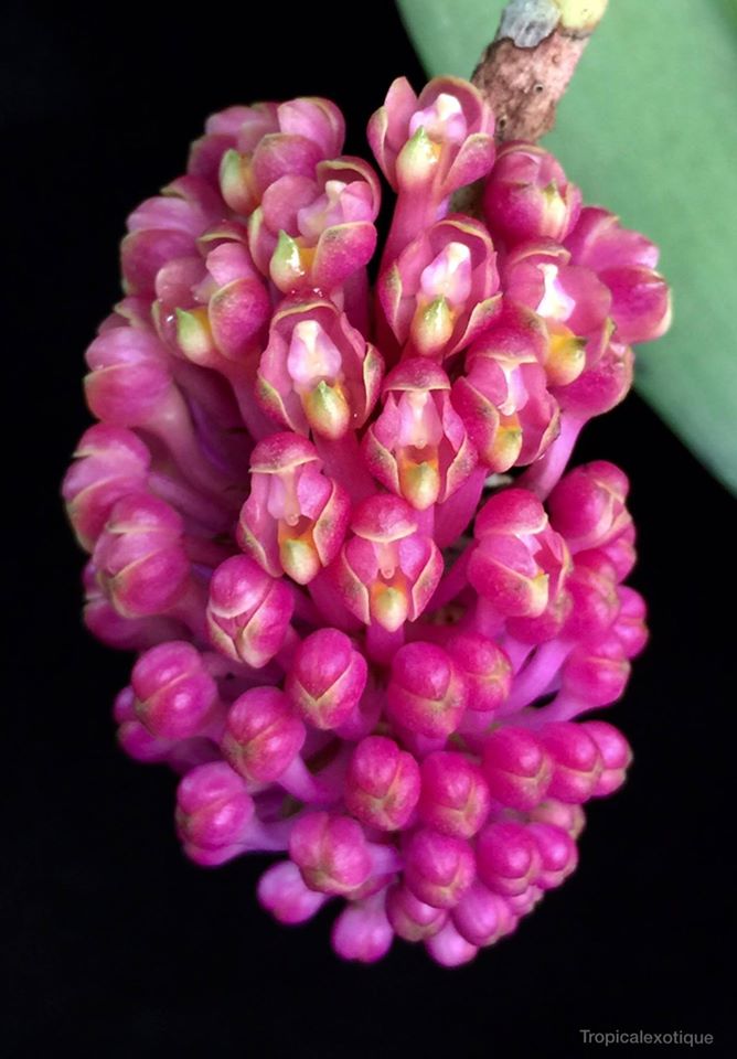 Robiquetia cerina 'Red' (Species) Main image