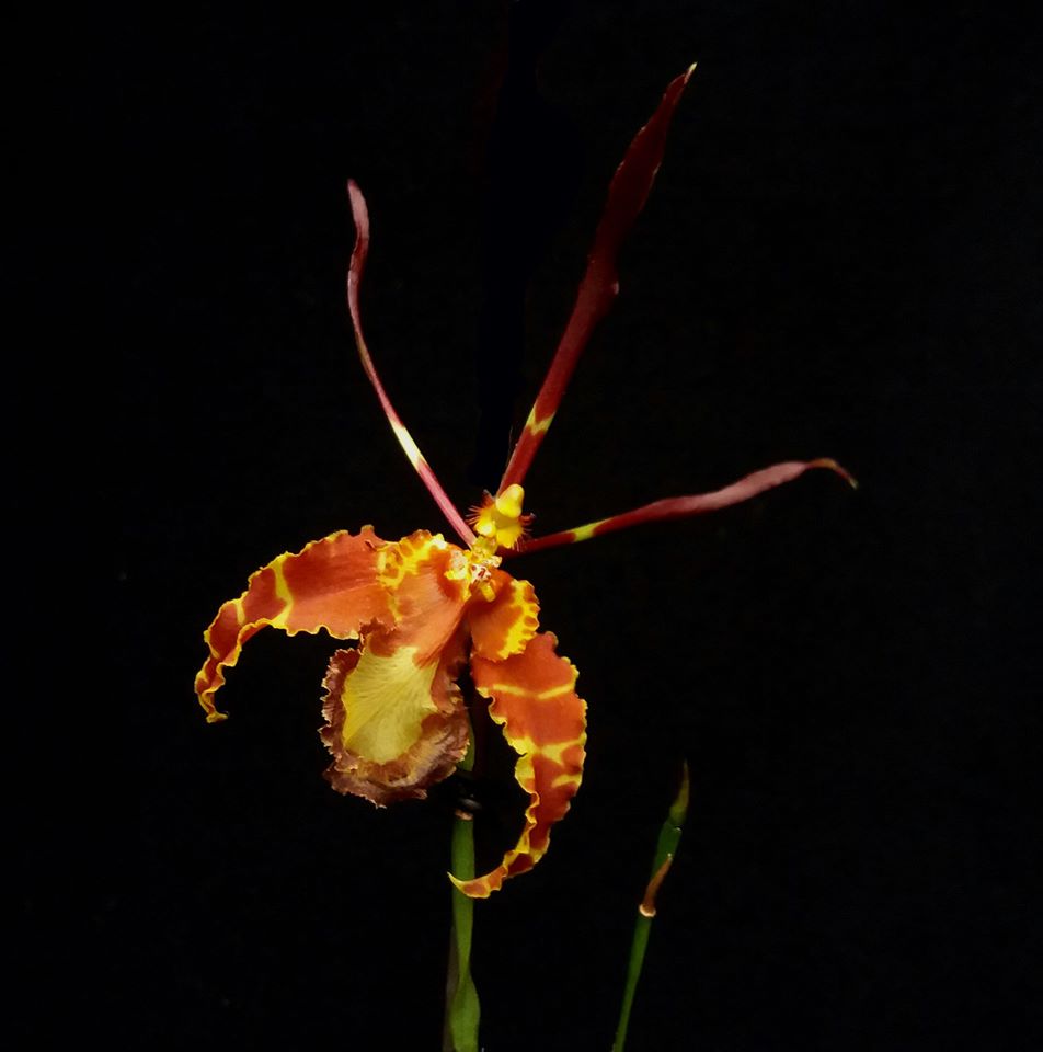Pair of Psychopsis Seedlings Main image