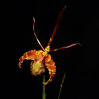 Pair of Psychopsis Seedlings
