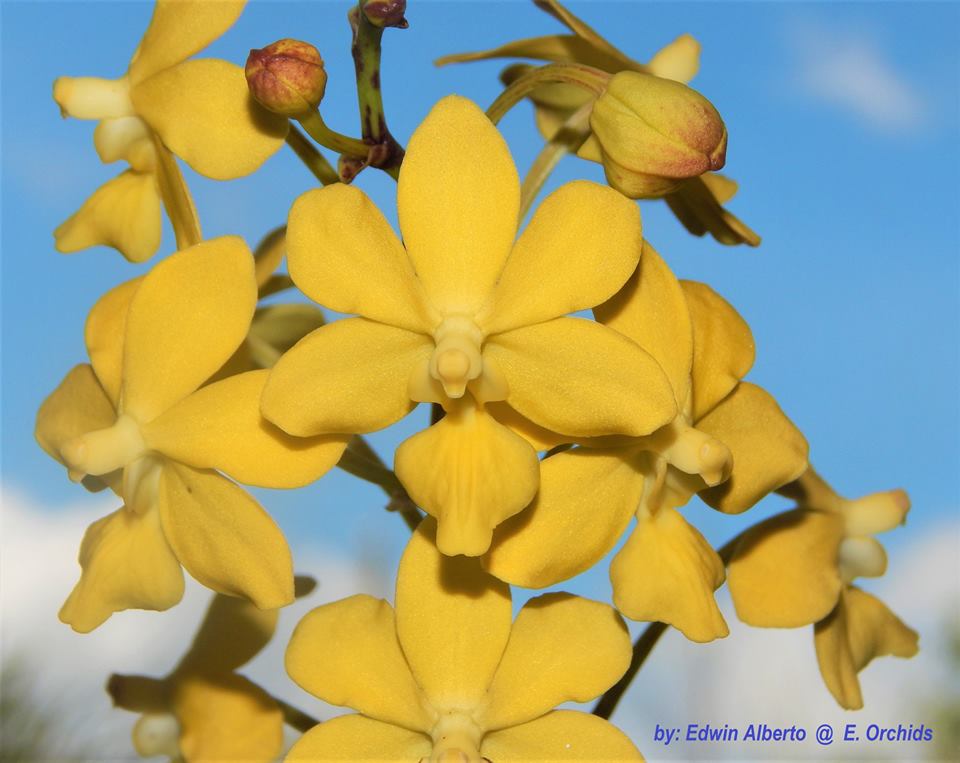Taprobanea spathulata (EXTREMELY RARE SPECIES)