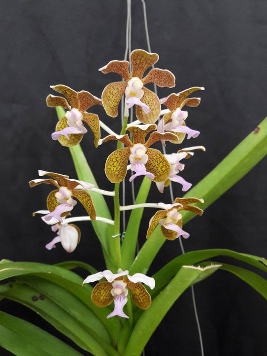 Vanda bensonii (LARGE FLOWERING SIZE)