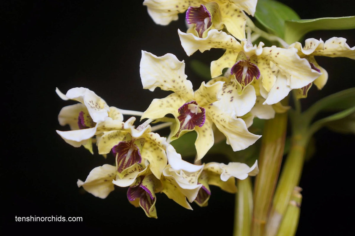 (IN SPIKE NOW) Dendrobium Biloculare x Atroviolaceum