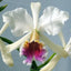 Rhyncholaeliocattleya River Kwai Smile (Hybrid Flask - Whiskey Bottle) ex Thailand