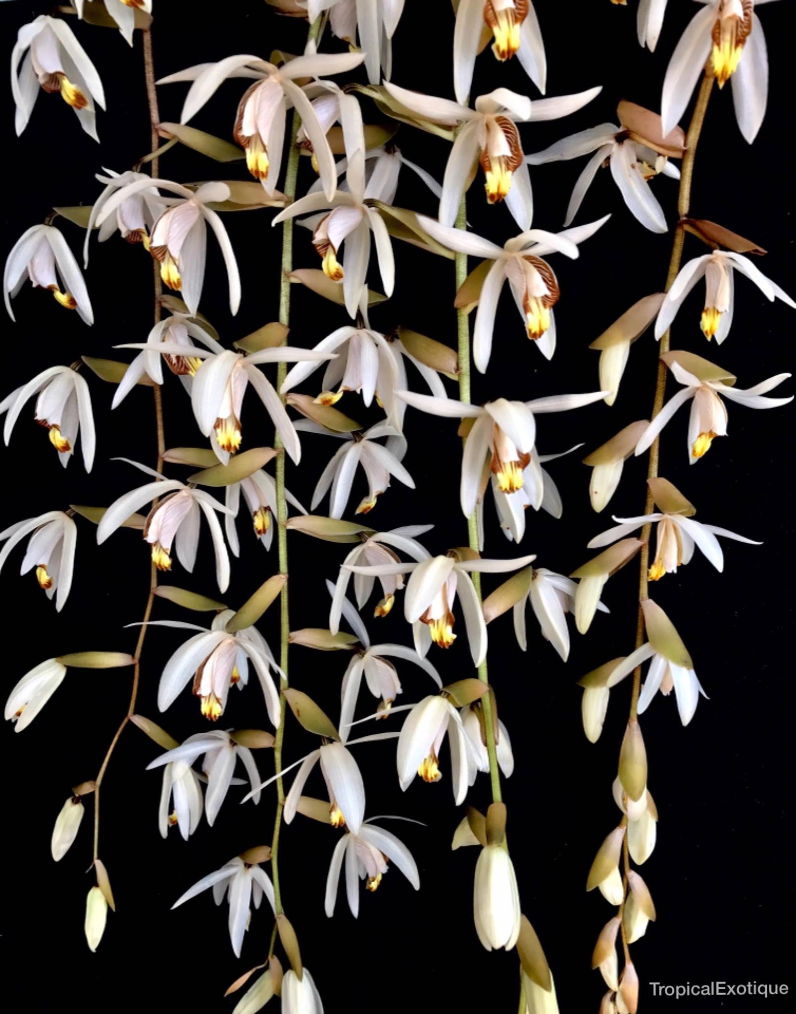 Coelogyne velutina f. white (Species Flask - Plastic Bottle) ex Thailand Main image
