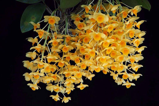 Dendrobium guibertii (FLASK WITH 40 PLANTS)