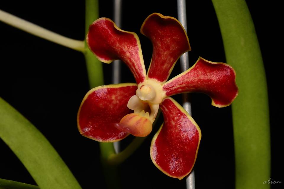 Vanda limbata (Species from Java and Sulawesi to the Philippines) Main image