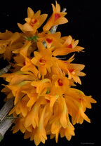 Dendrobium tiongii