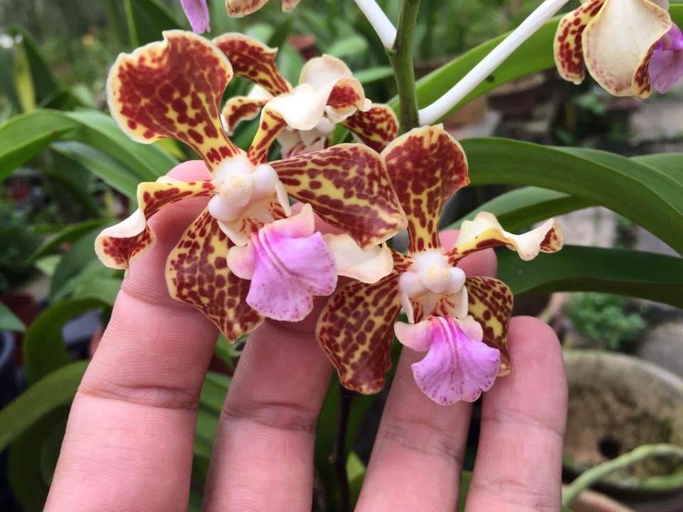 Vanda Tricolor Var. Purpurea