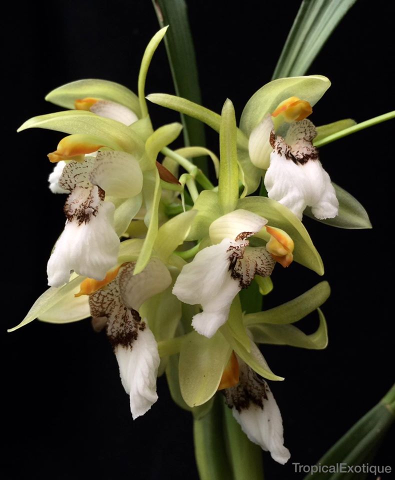 Coelogyne marmorata (Species Flask - Plastic Bottle) ex Thailand Main image