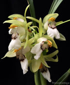 Coelogyne marmorata (Species Flask - Plastic Bottle) ex Thailand