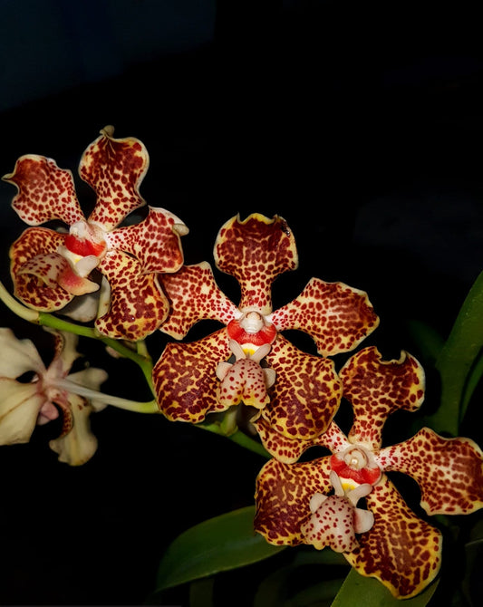 Vanda lombokensis (Species from Indonesia)