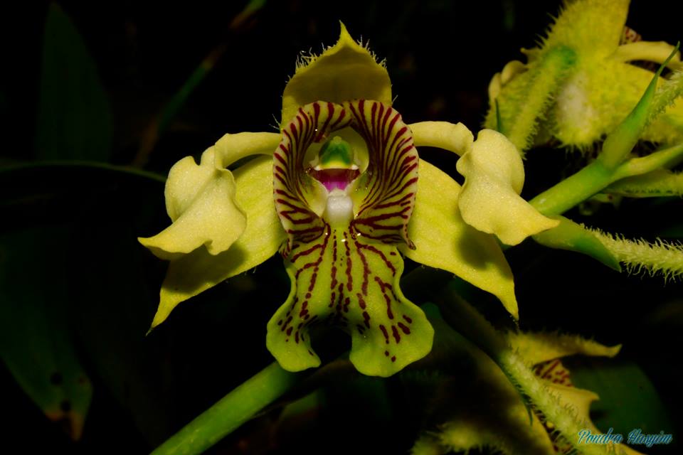 Den. Jungle Gem (New Guinea × macrophyllum)