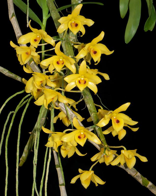 Dendrobium friedericksianum (Species) Main image