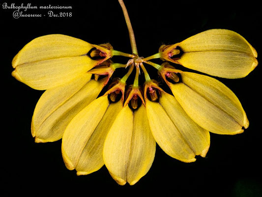 Bulbophyllum mastersianum FLASK (40+ PLANTS)