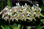 Dendrobium pulchrum  RARE!