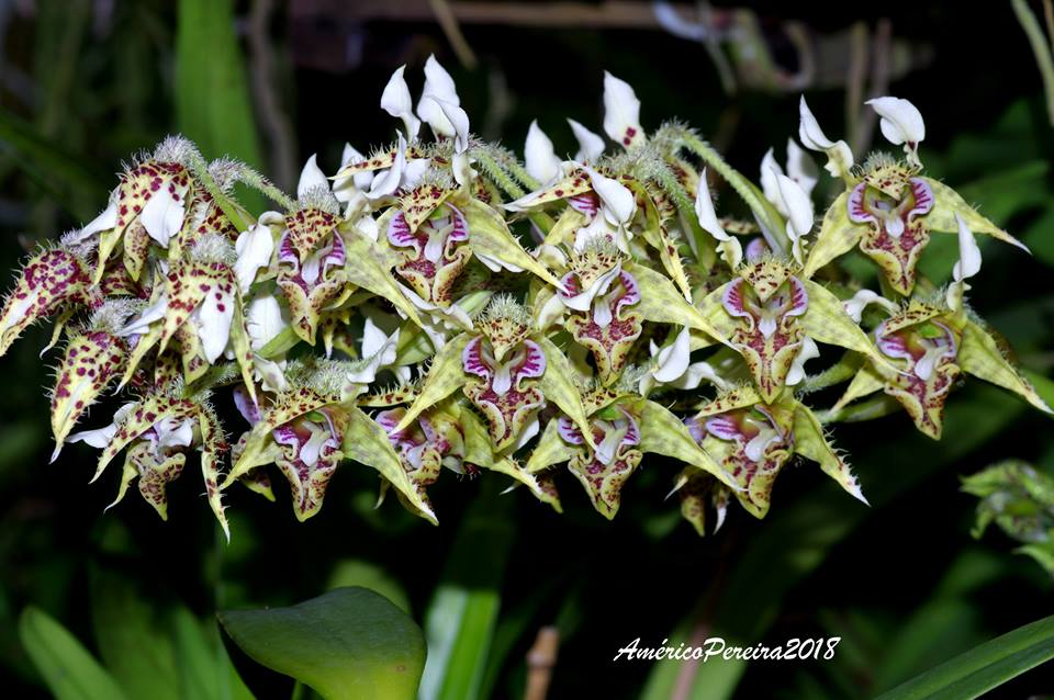 Dendrobium pulchrum (Polysema) X Eximium  RARE!