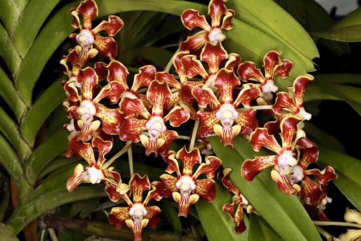 Vanda merrillii (Fragrant Species) Main image