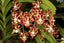 Vanda merrillii (Fragrant Species)
