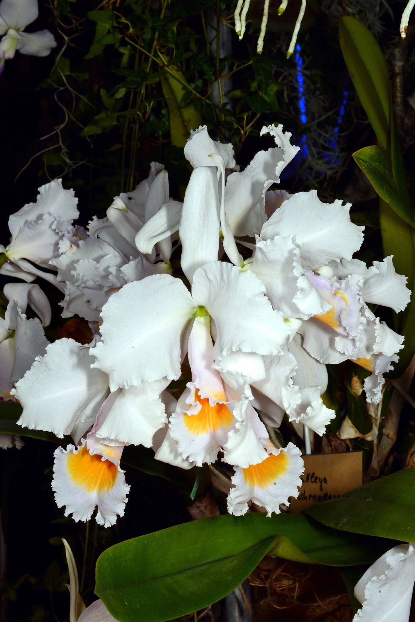 Cattleya schroderae x sib (concolor 'CH#1' x Copacabana') Main image