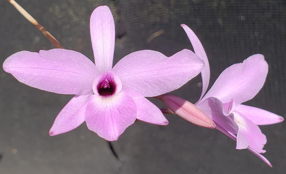 Laelia rubescens (Fragrant Species) Main image