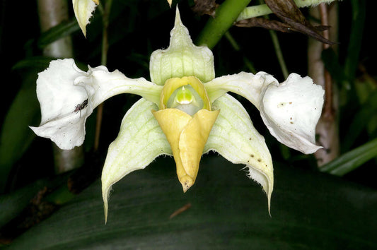 Dendrobium Aussie's Elated (Aussie Glory x Elated)
