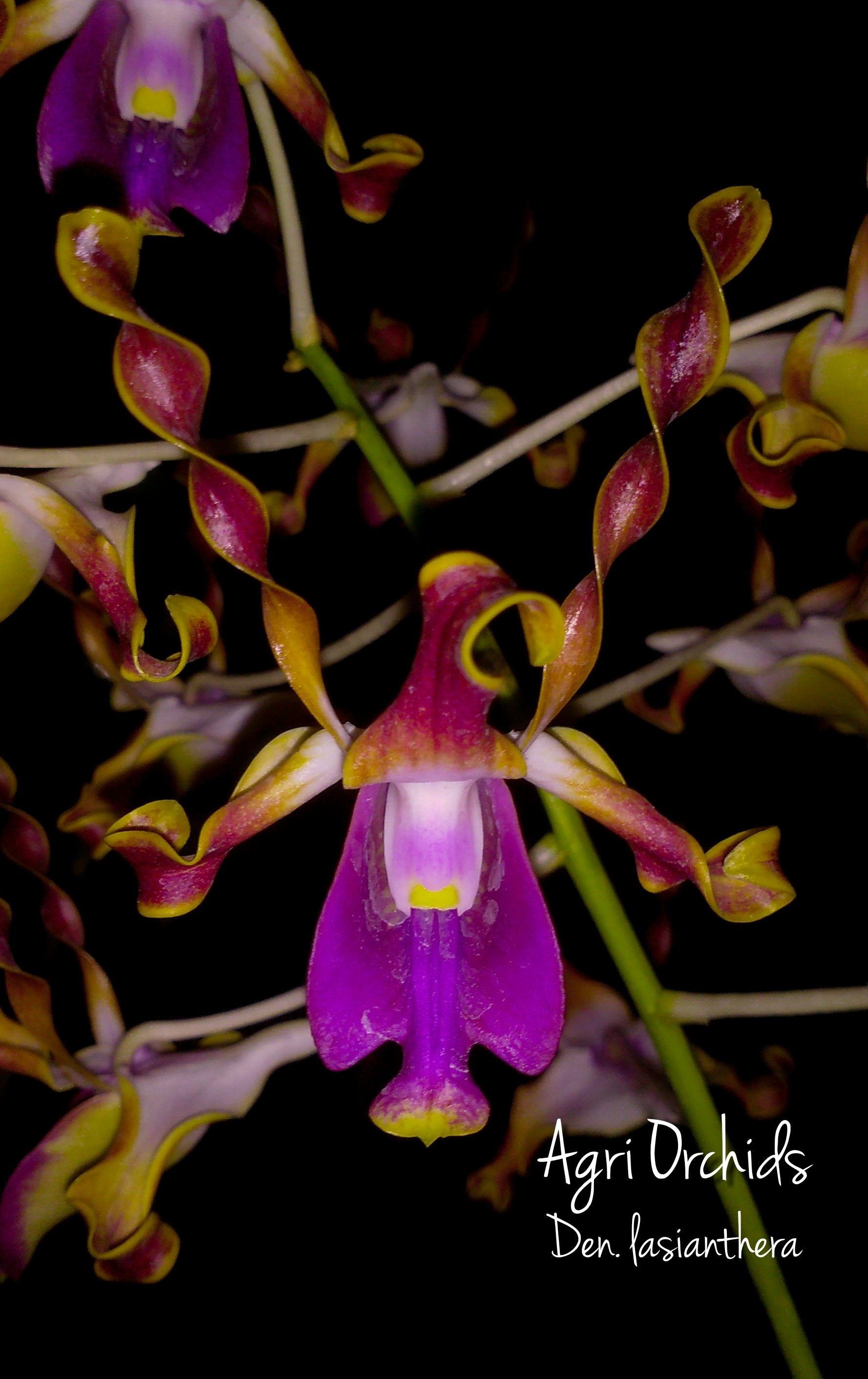 Dendrobium  Lasianthera