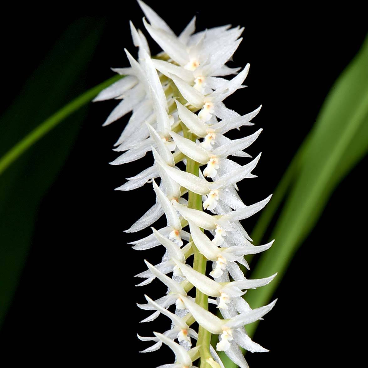 IN SPIKE NOW)( Dendrochilum Niveum (Fragrant) Main image