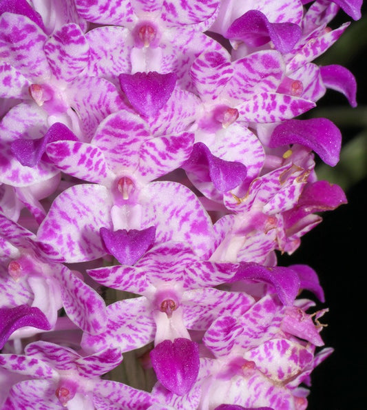 Rhynchostylis Retusa (Fragrant  Foxtail Orchid)