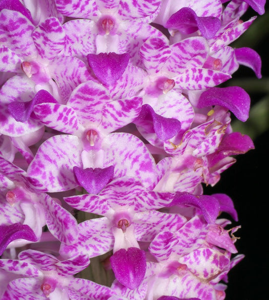 Rhynchostylis retusa (Fragrant Foxtail Orchid)