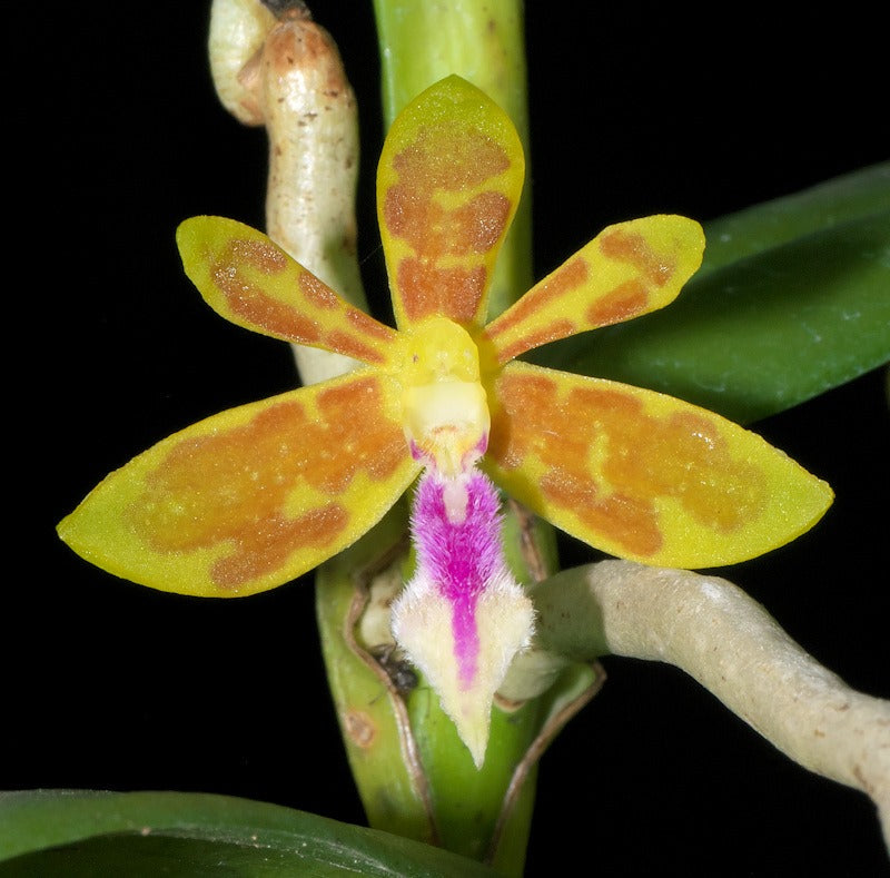 Trichoglottis seidenfadenii (syn. tomentosa)p