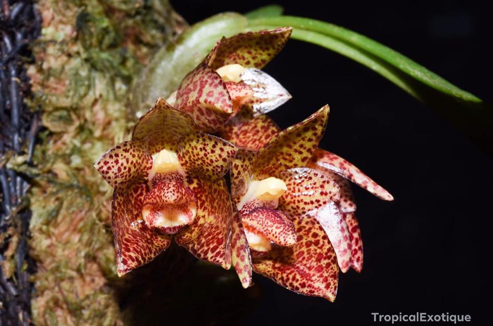 Bulbophyllum austroyunnaense Main image