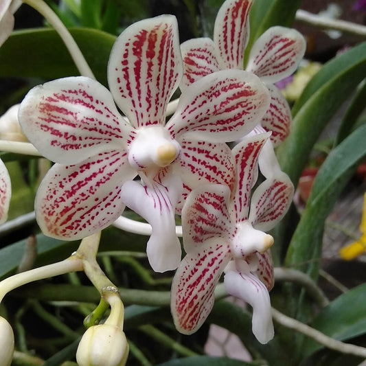 Vanda jennae (Mature Size)