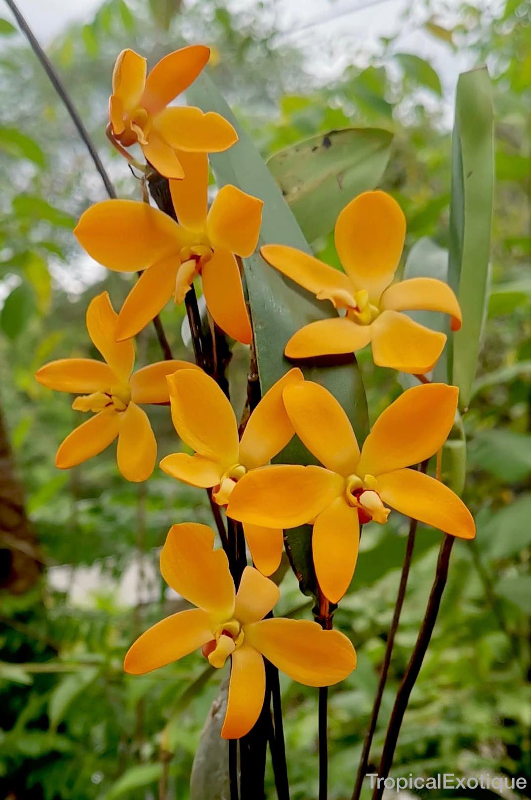 Dendrobium auricolor Main image
