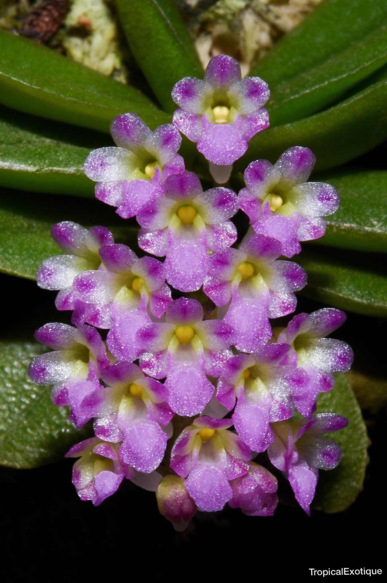Schoenorchis phitamii (New Species) Main image