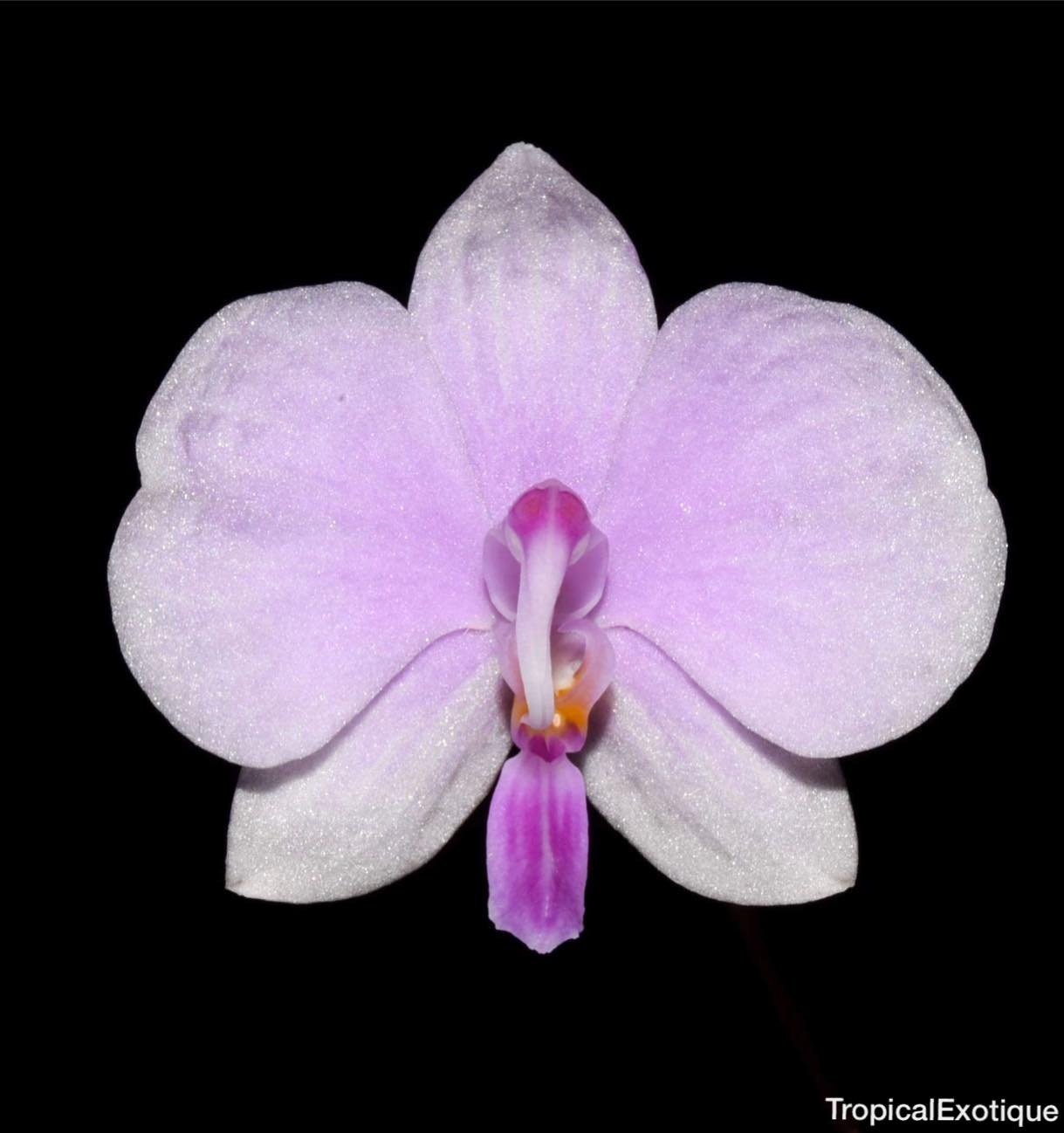 Phalaenopsis lowii FLASK Main image