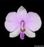 Phalaenopsis lowii FLASK
