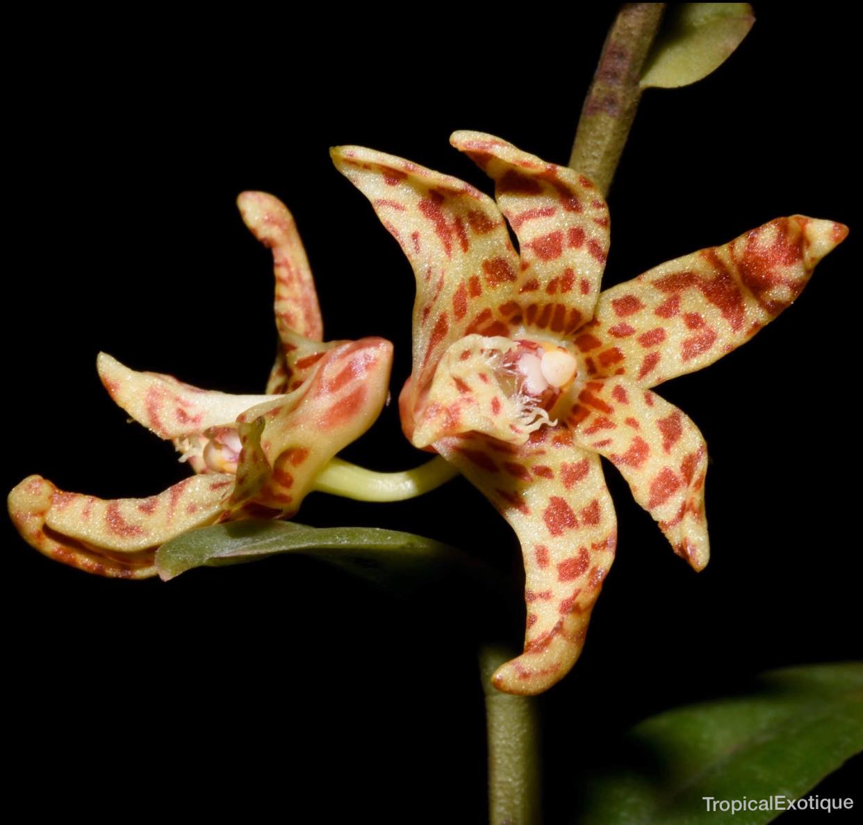 Dendrobium insigne Main image