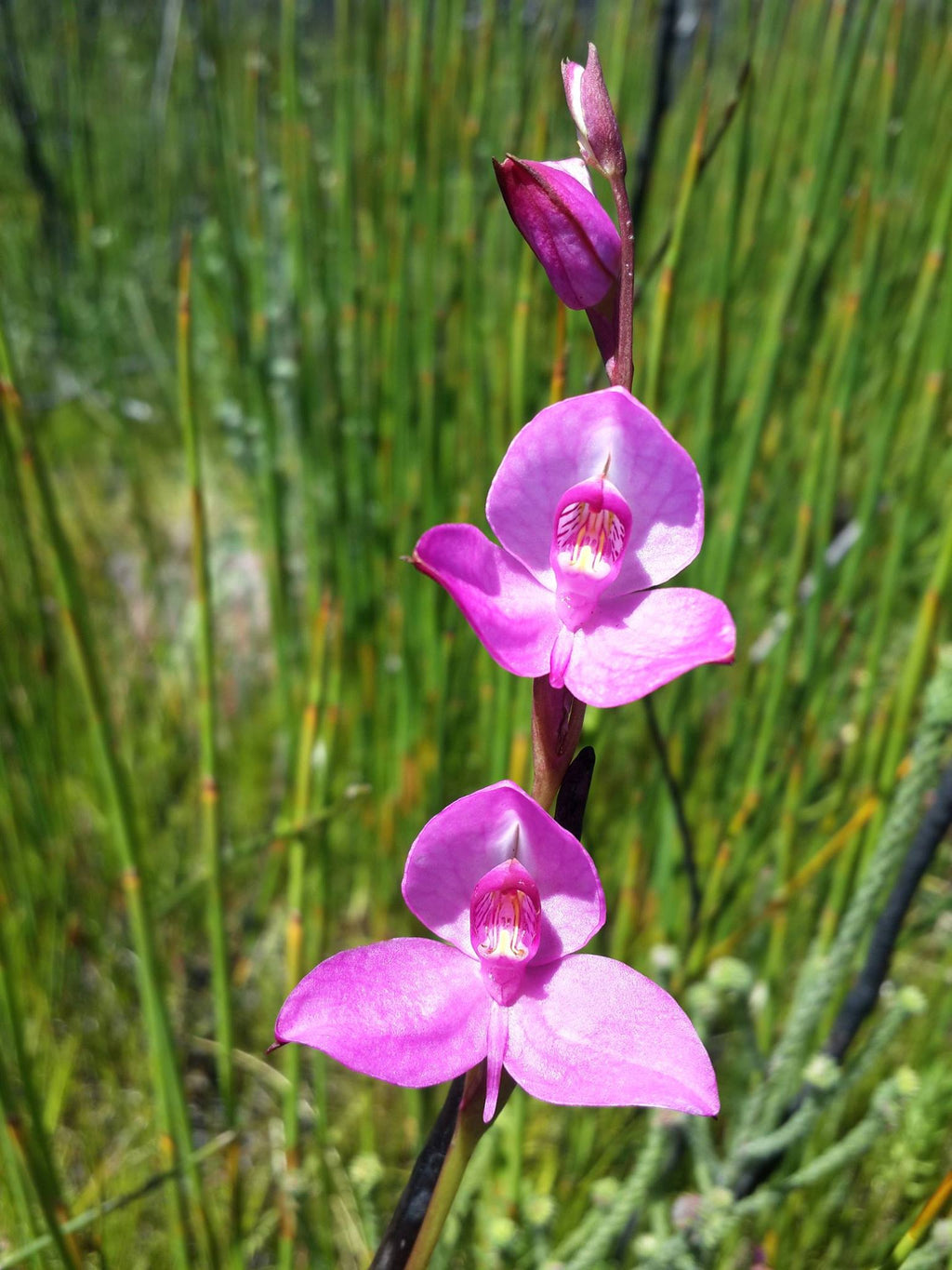 Disa Veitchii 'Wylde Rouge'