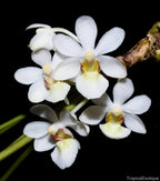Holcoglossum rupestre (Species from China)