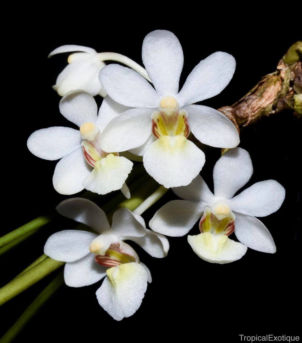 Holcoglossum rupestre (Species from China)