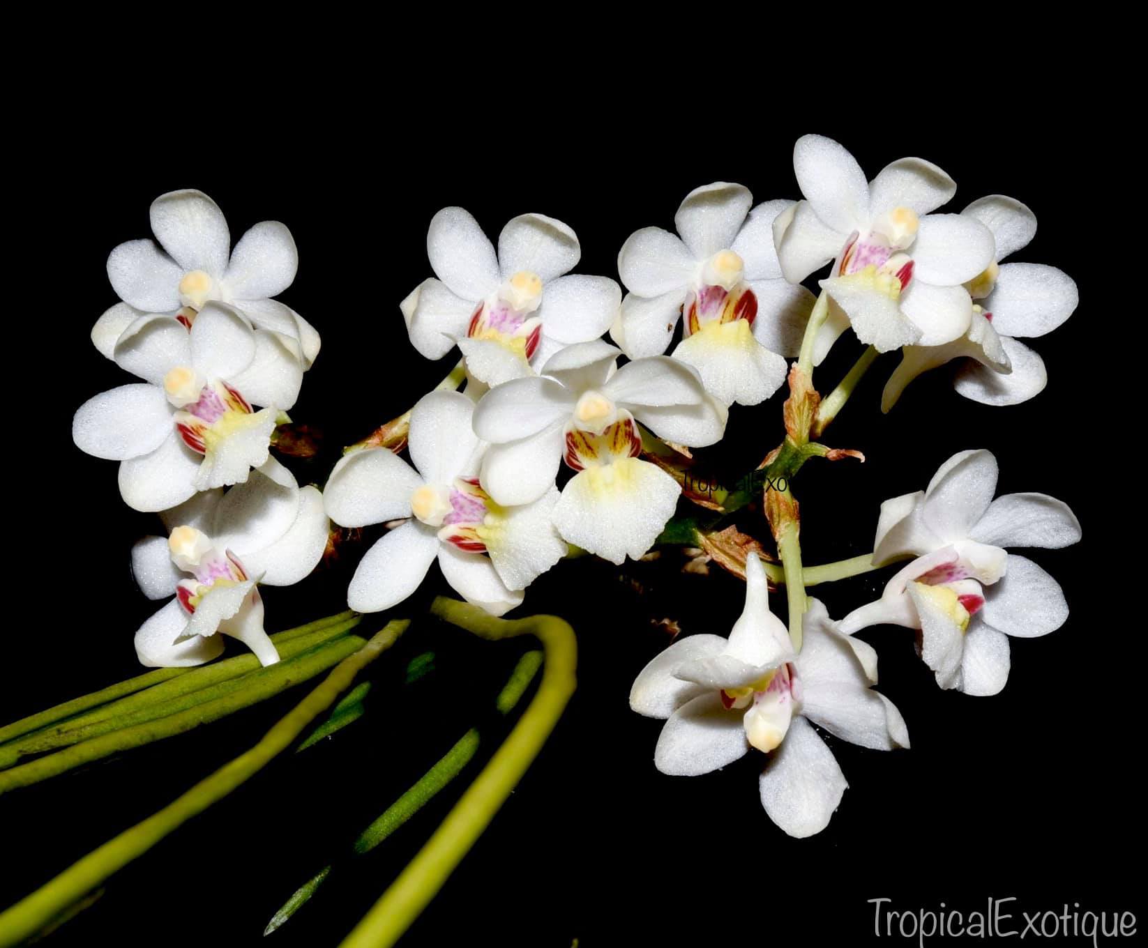 Holcoglossum rupestre (Species from China) Secondary image
