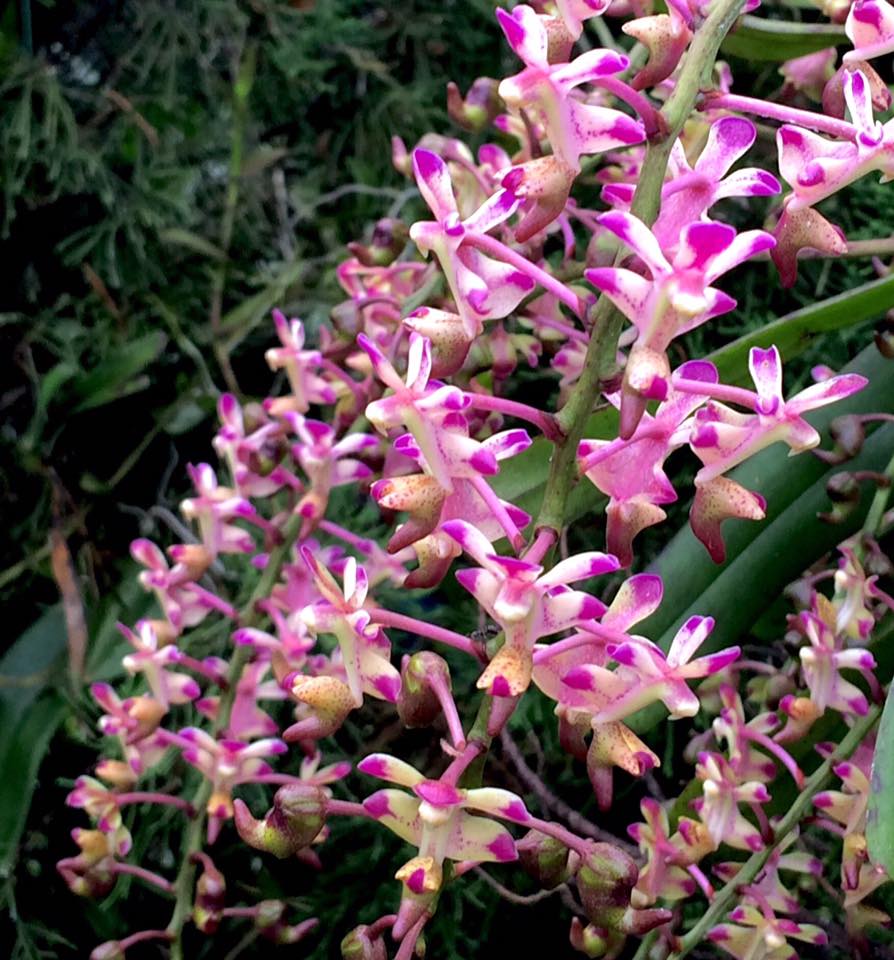 Inflexa Aerides Inflexa SPECIES FLASK (30+ Plants) – The Orchid Patio