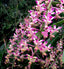 Aerides Inflexa SPECIES FLASK (30+ Plants)