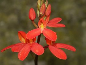 Disa Cardior
