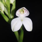 Disa Baydancer
